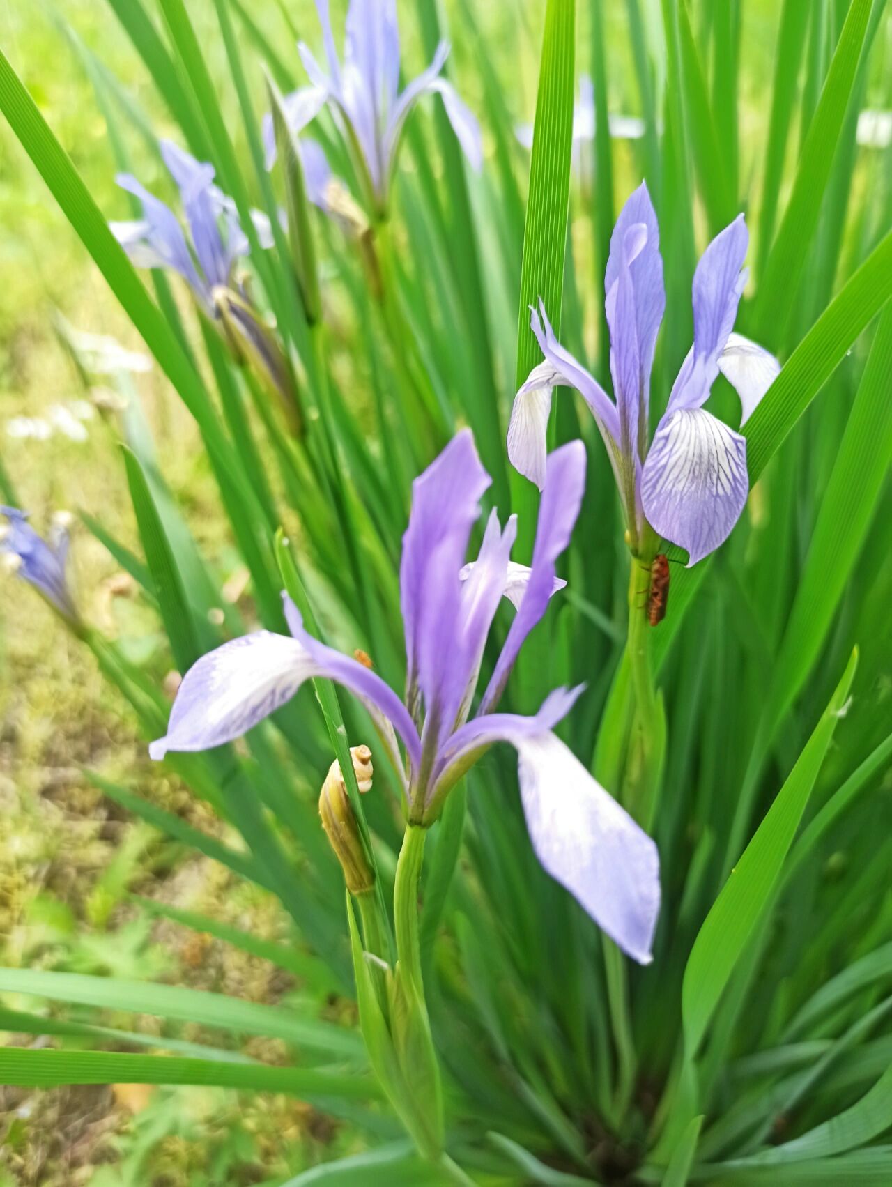 东北野草花(八)马蔺 鸢尾科鸢尾属多年生草本宿根植物.