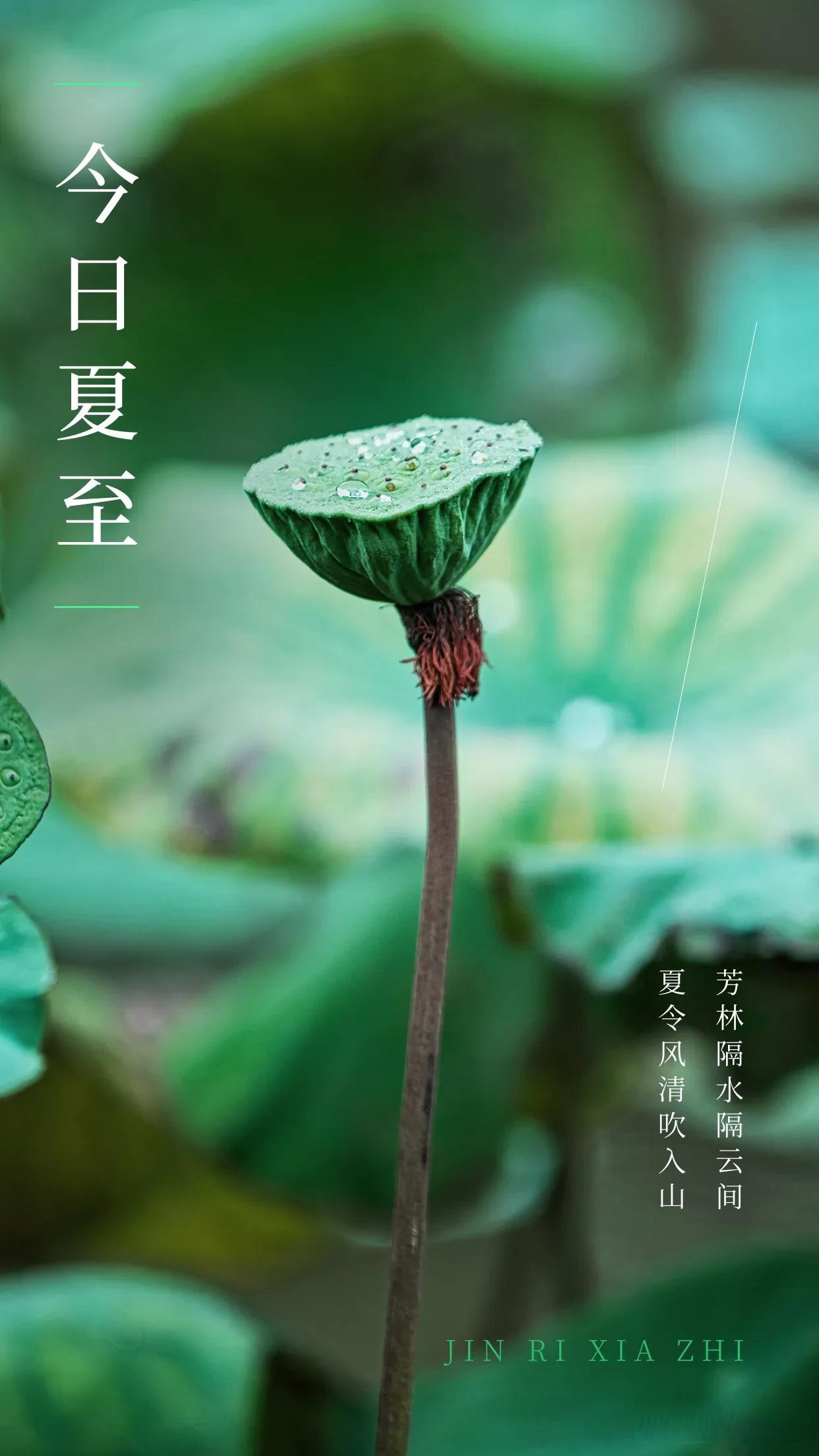 上联:荷花满塘香夏日