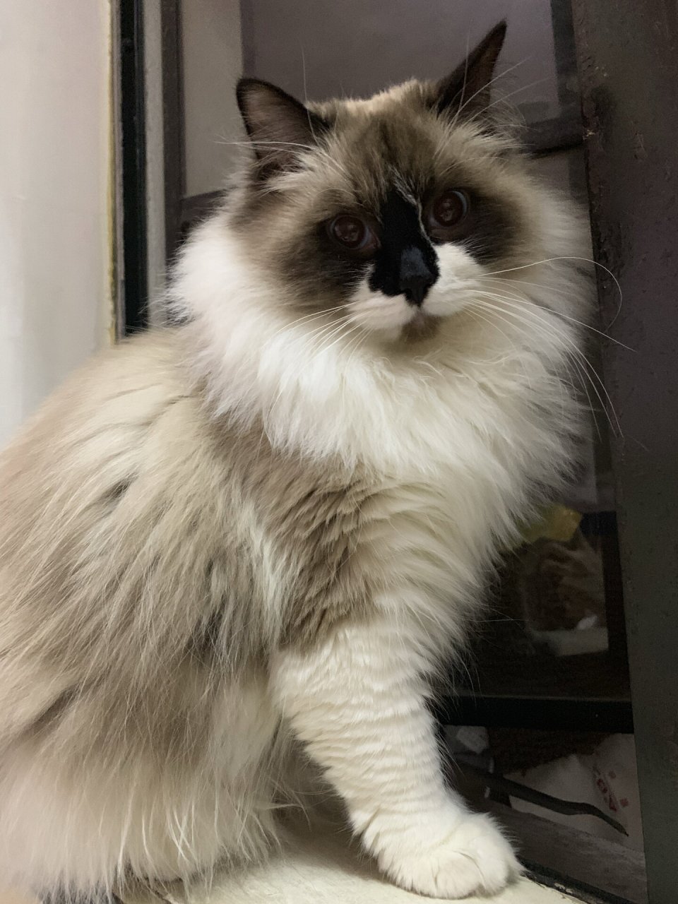 2k的黑鼻头布偶猫长大啦!