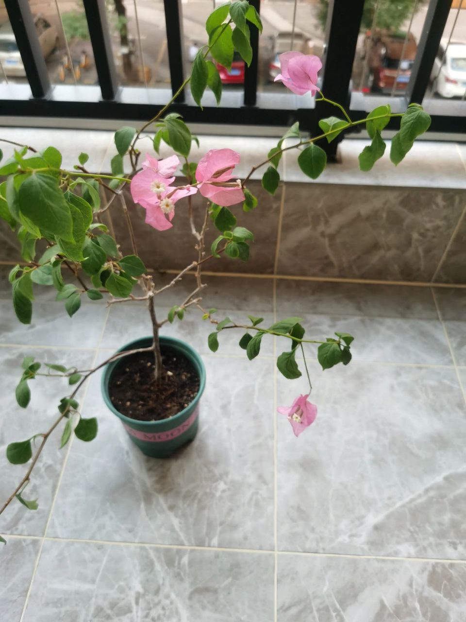 01 橙粉公主三角梅,买回来花掉后,就复花了,这个星期发现叶子卷了