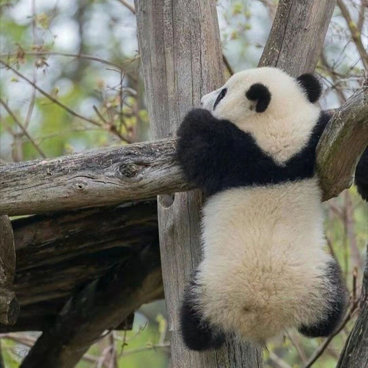 一组熊猫头像 最近感觉头好痒 不会是要长脑子了吧