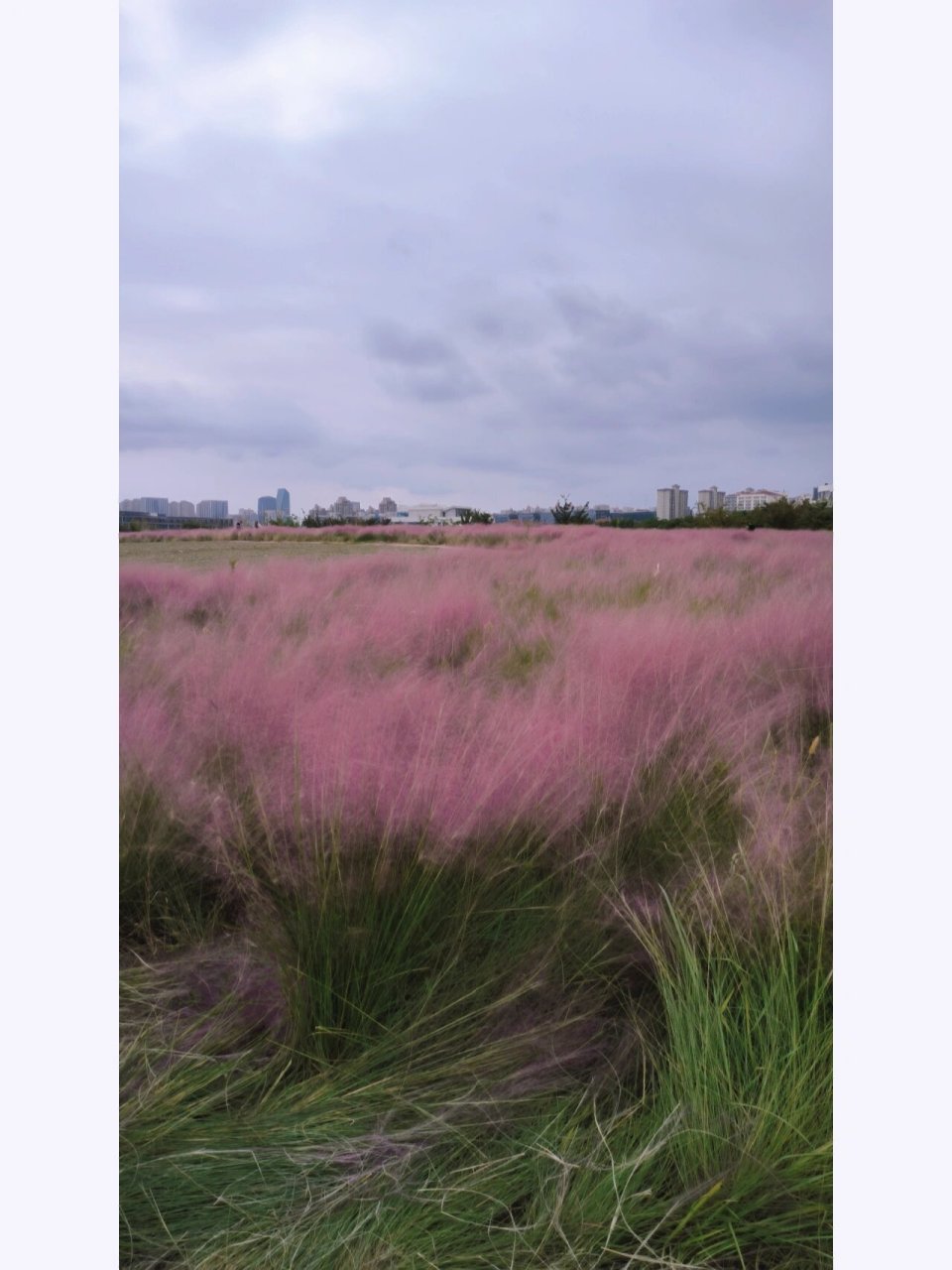 上海之鱼花海图片