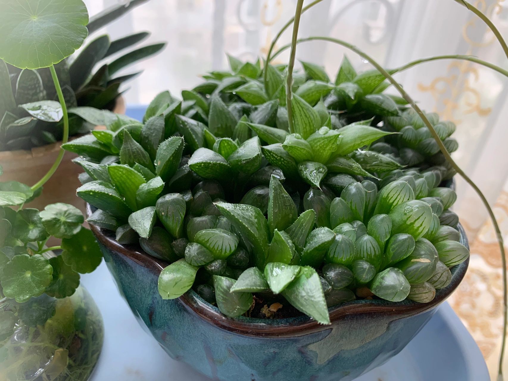 玉露开花989898 这盆玉露第一次长花剑,特意留着看看开花的样子