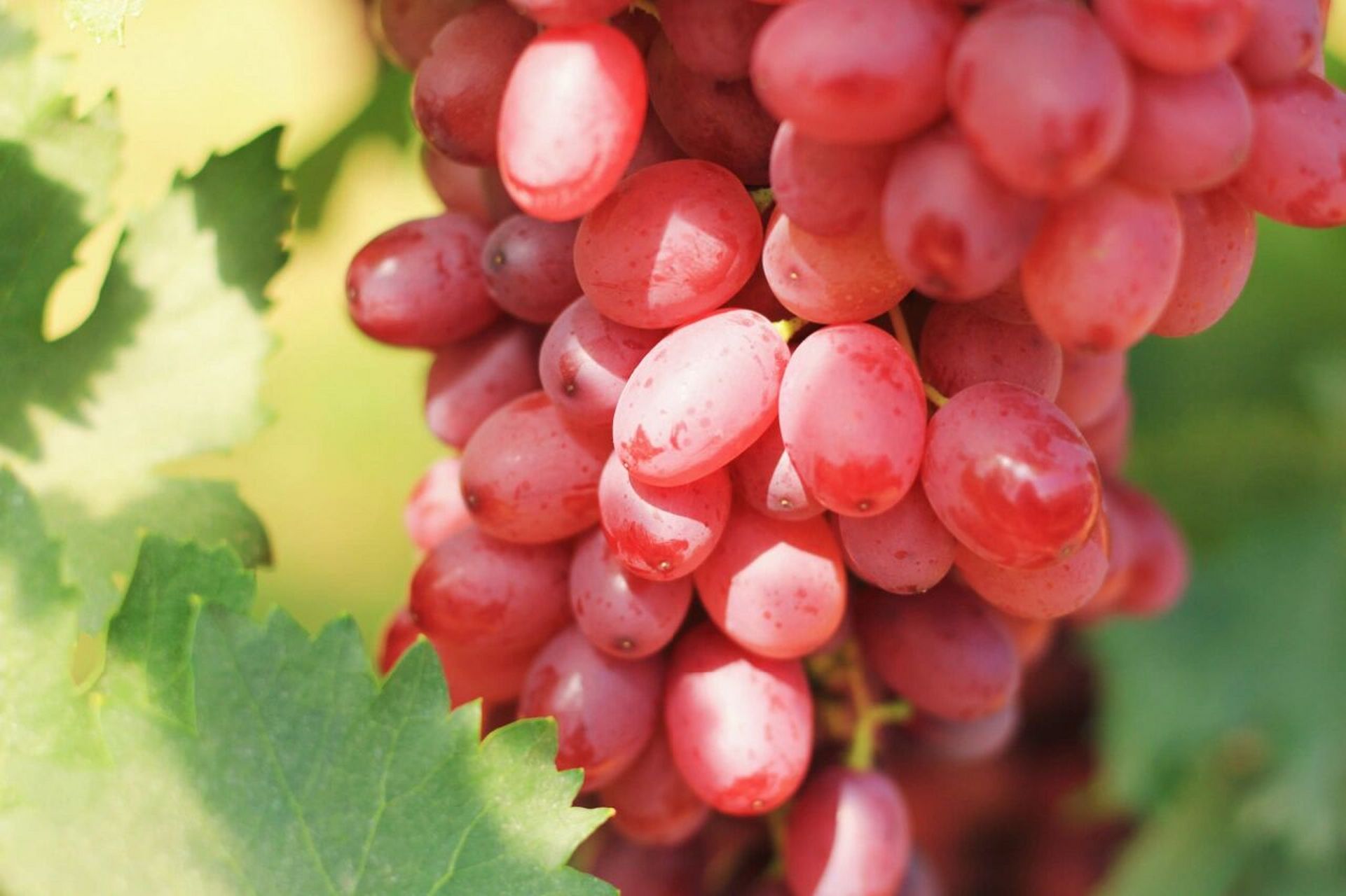 中国红玫瑰葡萄99 新品种中国红玫瑰 自然无核 口感脆甜 皮薄肉脆