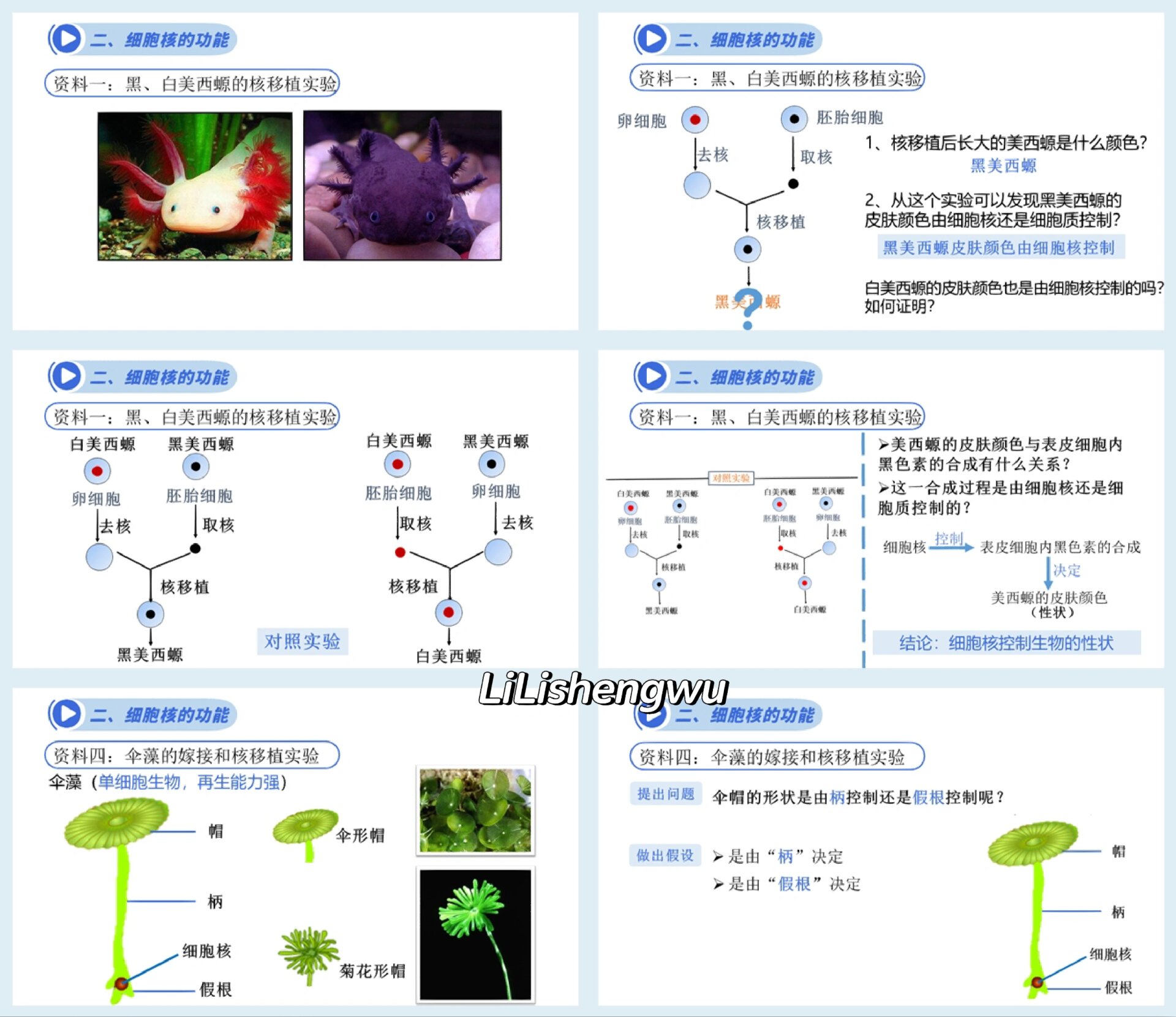 高中生物必修一课件97细胞核的结构和功能