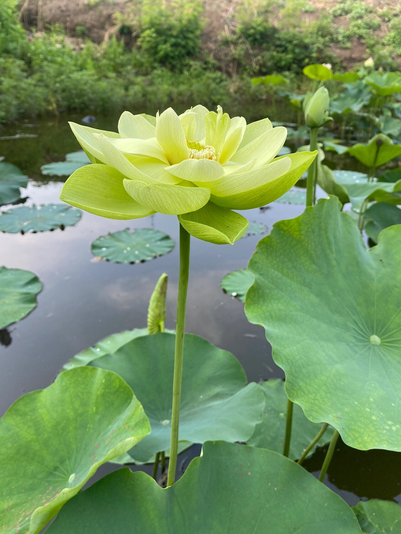 真花,不是p图的,就这个颜色.