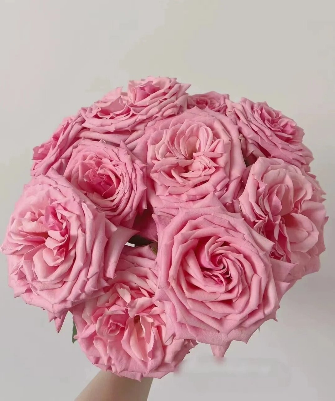 今日识花‖ 认识9款自带香味的玫瑰 粉佳人 自带水果香味的粉色少女感