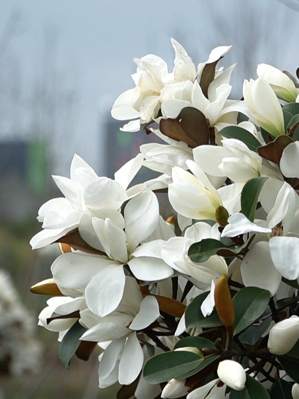 耐阴植物(二十一) 广东含笑 广东含笑 michelia guangdongensis 94