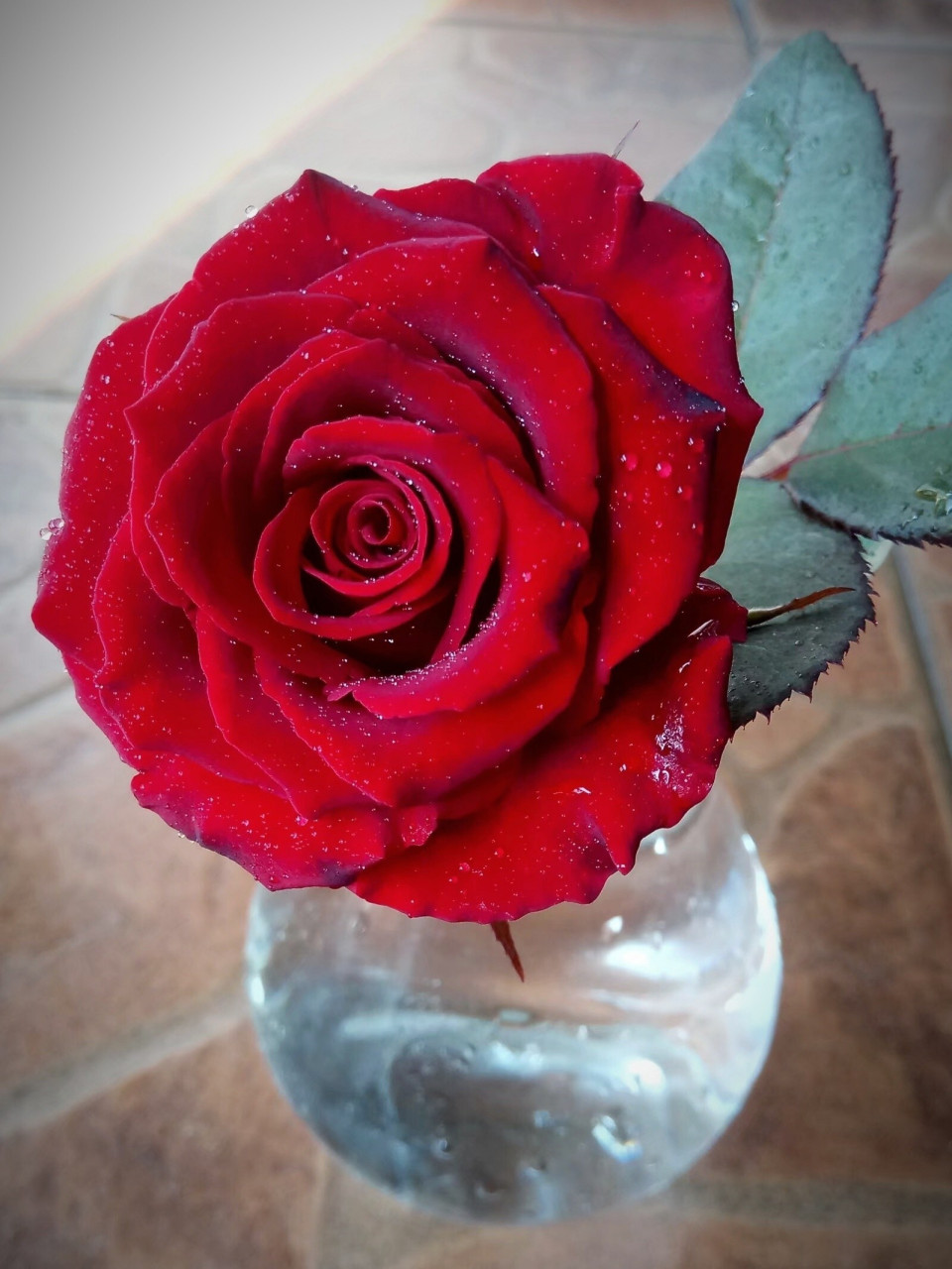 黑魔术切花|高级神秘感|月季盆栽阳台养花 不得不说,黑魔术是红色系列