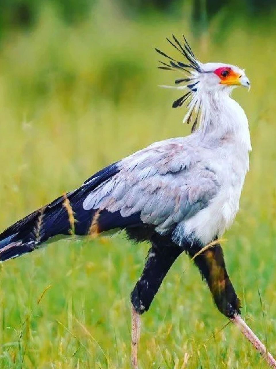 最猛美妆博主——蛇鹫  又称秘书鸟.