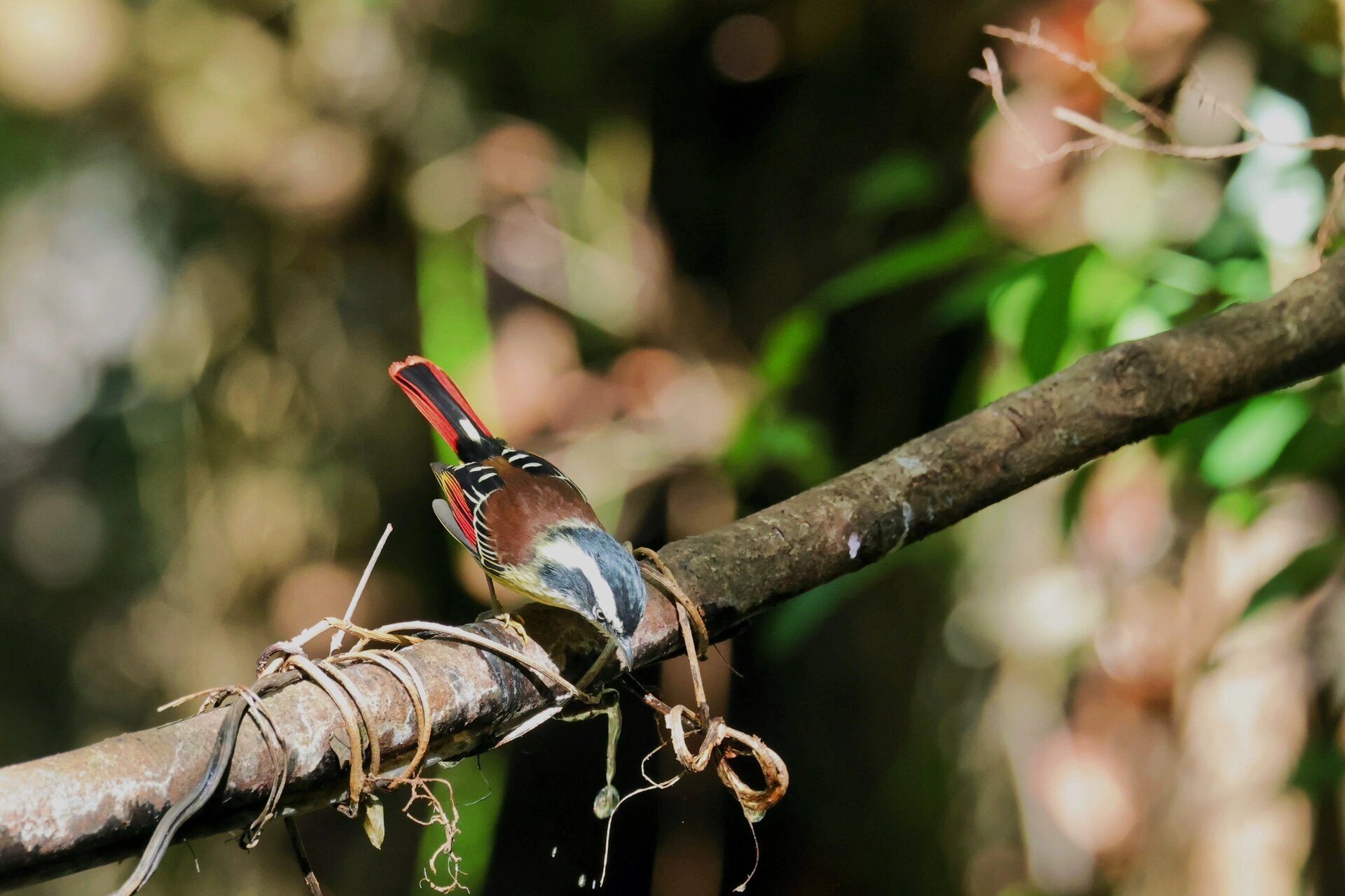 火尾希鹛 火尾,很酷的名字,而且尾巴上的红色真得很有火尾的感觉