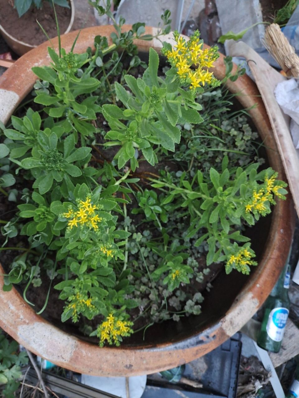 三七开花了