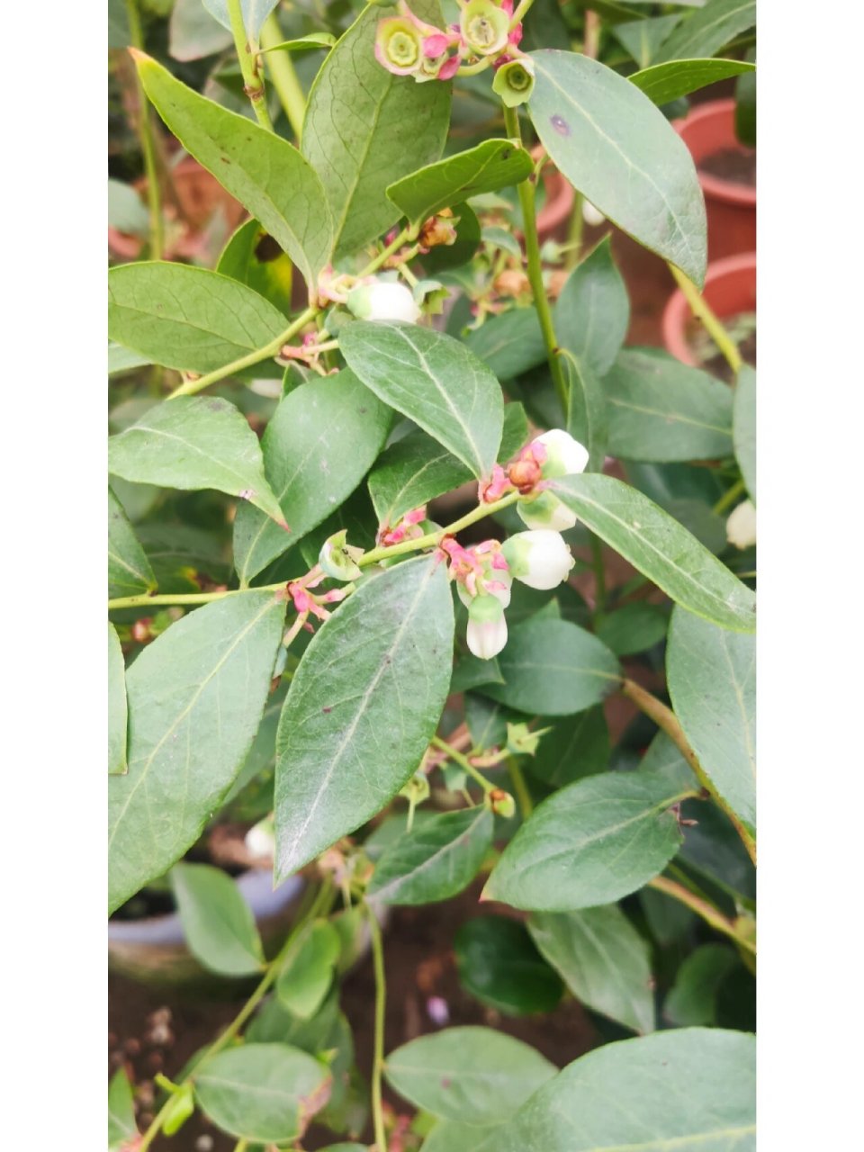 高丛越橘 学名:高丛越橘,杜鹃花科,越橘属. 江湖人称:蓝莓.