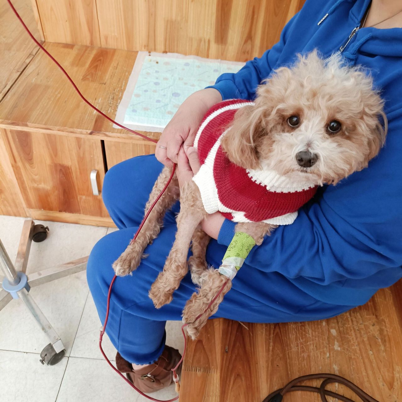 偶遇给我的小狗捐过血的灵缇.