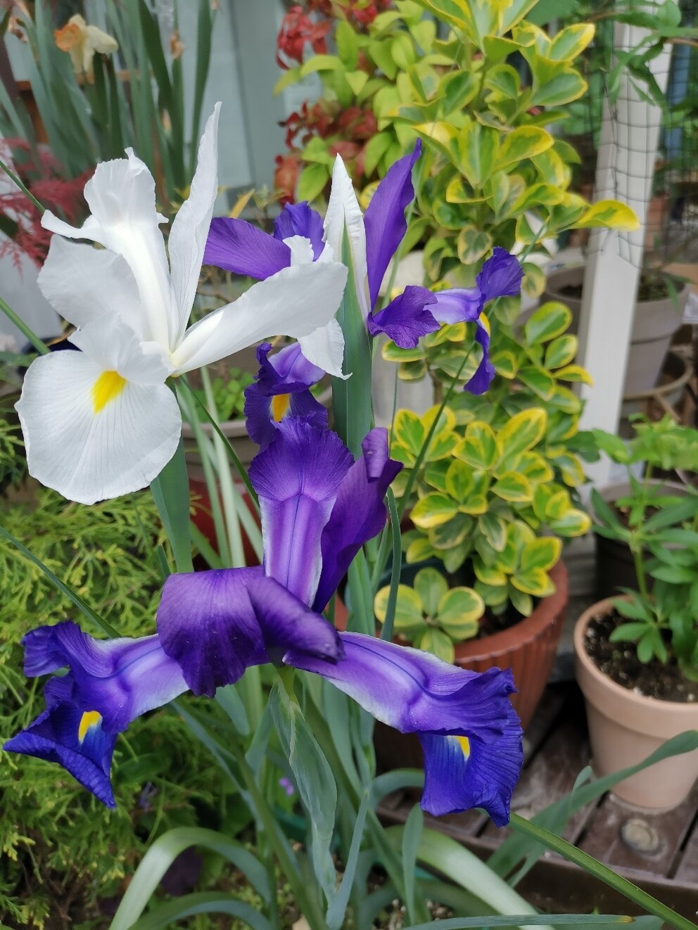 种植笔记-球根鸢尾