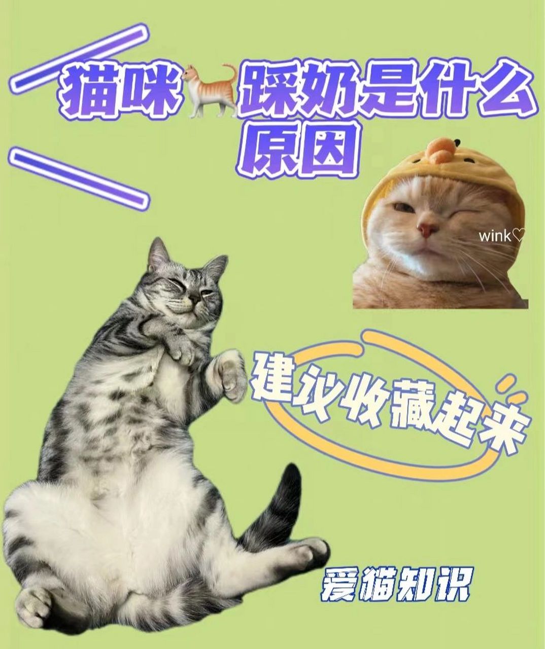 猫咪🐱踩奶是什么意思 🎈踩奶是猫的一种🍂恋母的表现,是小猫在