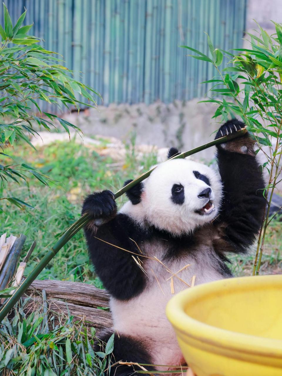 而萌二却是一脸狰狞,呲牙咧嘴.