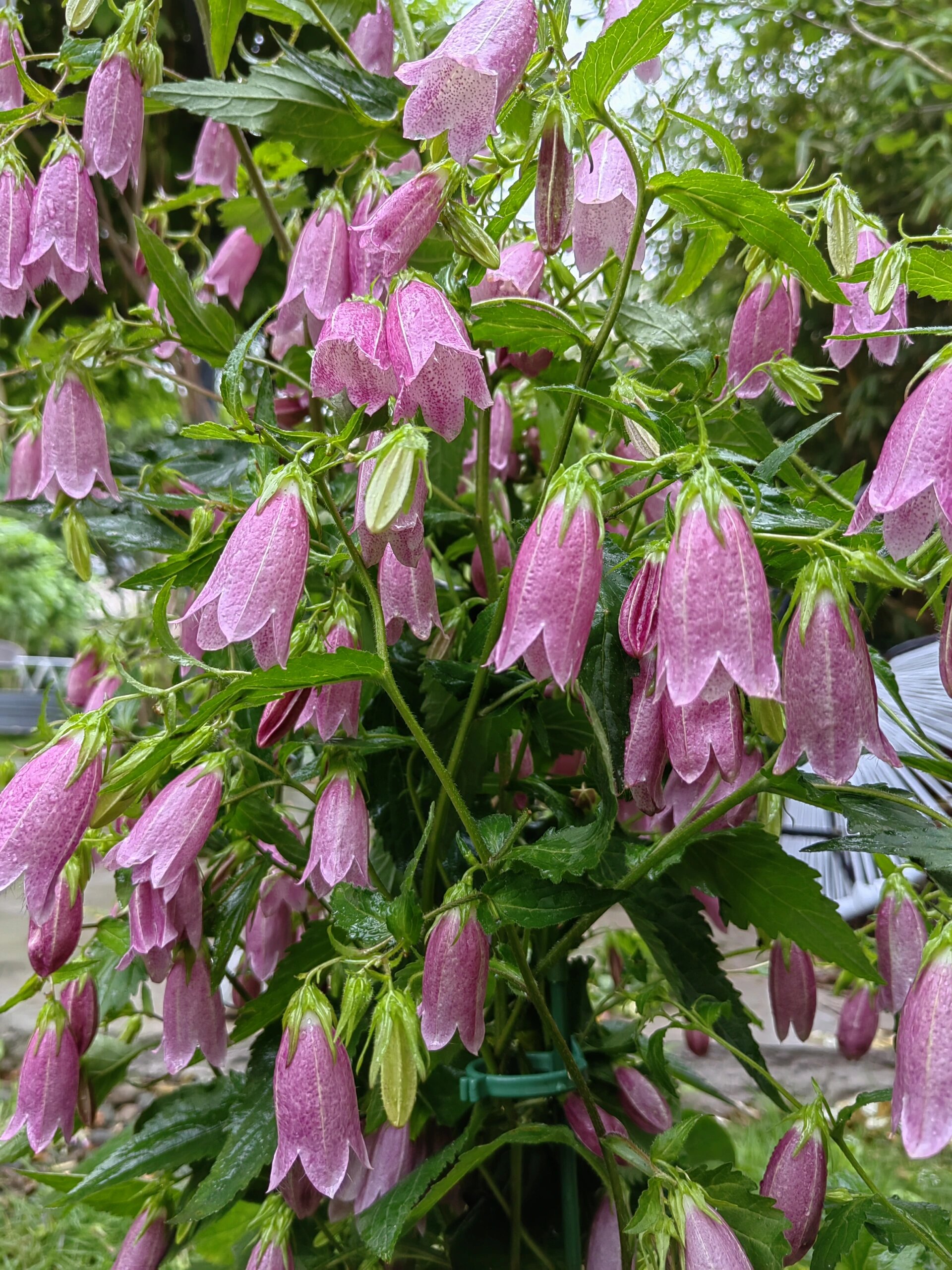 植物推荐7