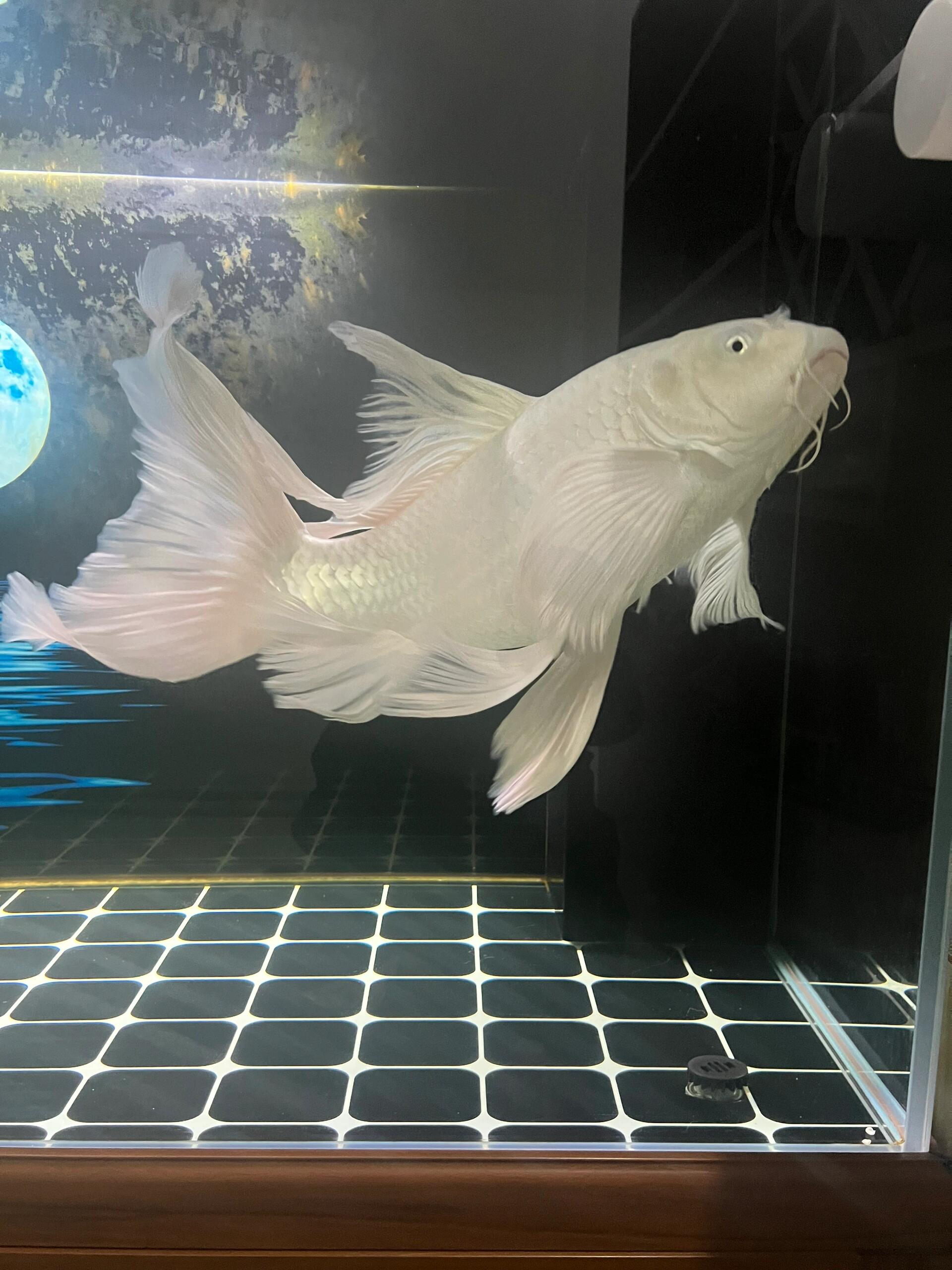 正宗台湾贵妃蝴蝶龙鲤精品普身蝴蝶鲤