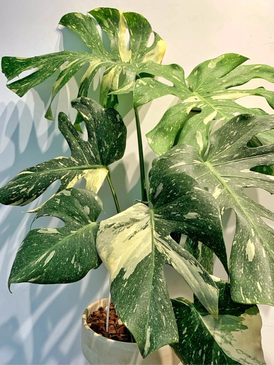 洒金龟背竹长的好慢,一年只长了六片叶😥 我家的洒金龟背竹长得超级