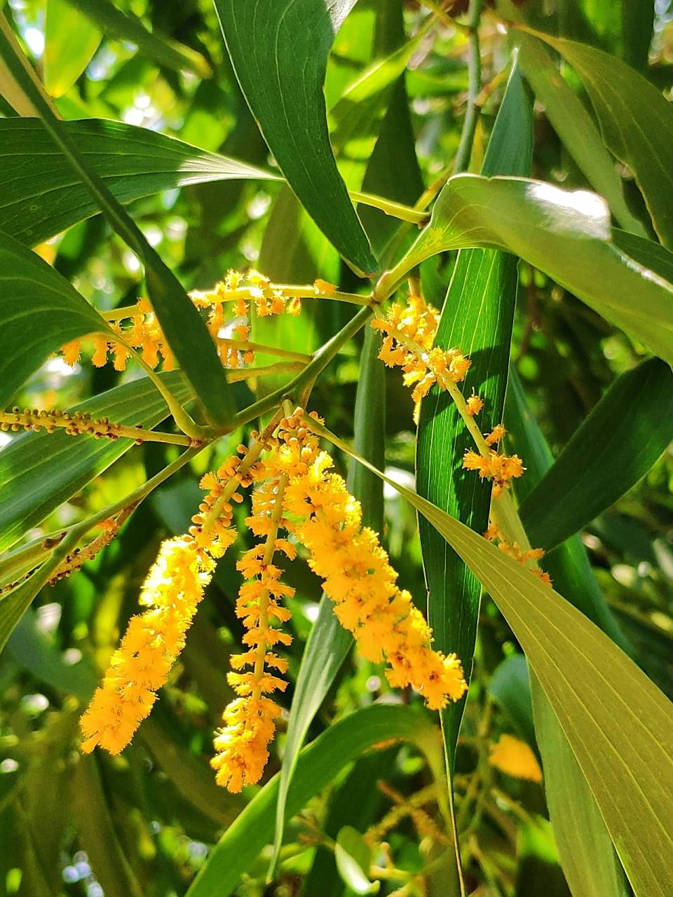 99大叶相思树99 99大叶相思树,有一个迷人的花语——忠贞不渝的