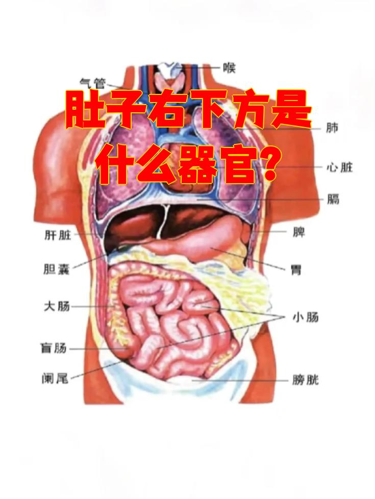 女性的话,右侧卵巢也在这个位置