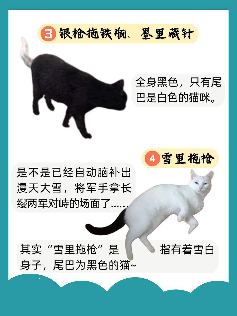 乌云盖雪:背部毛发为黑色,四肢和腹部都是白色的猫咪 踏雪寻梅:常说