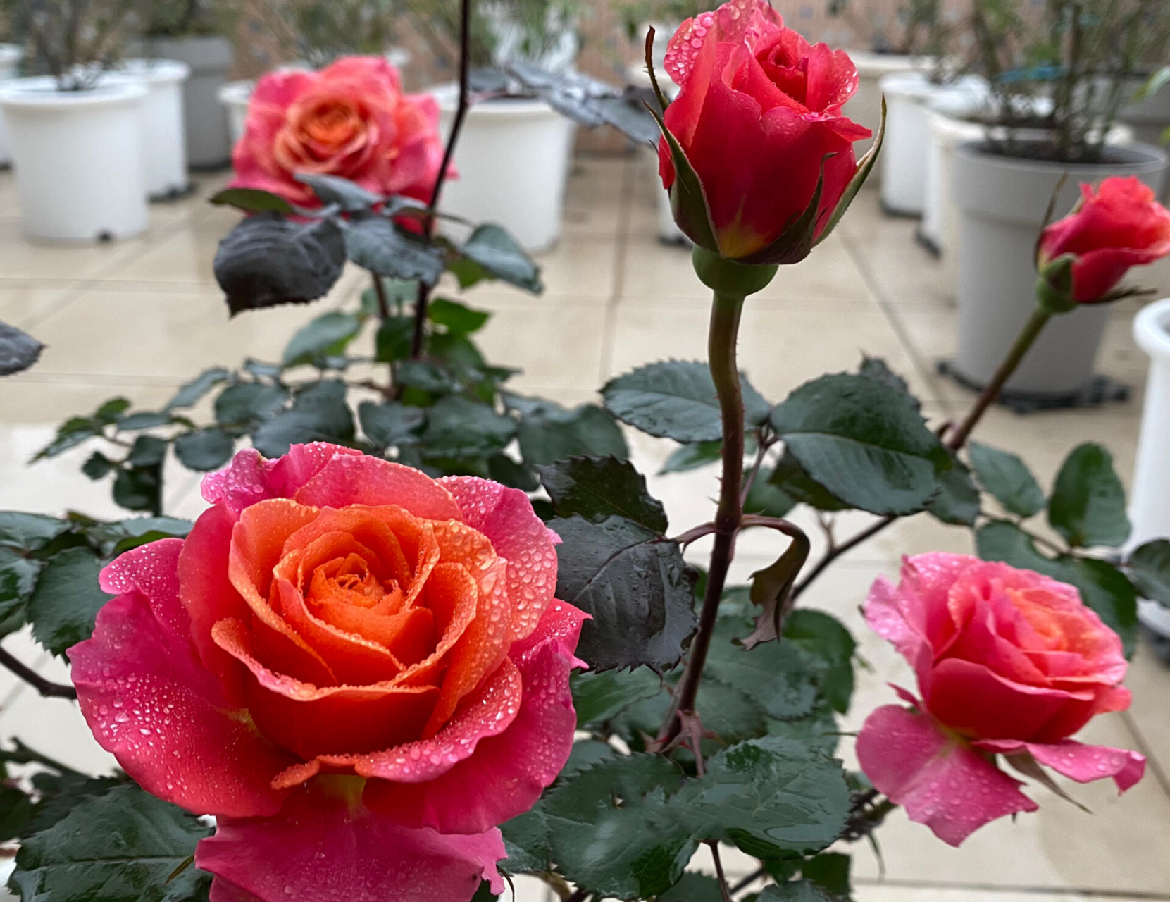 河本月季|辉煌 河本奶奶的色彩和花型总是很容易戳中我的心窝 辉煌