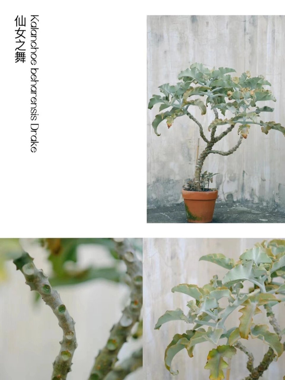 仙女之舞‖美到心坎里去了 花语:纯洁,幸福,活力 仙女之舞株形高大,很