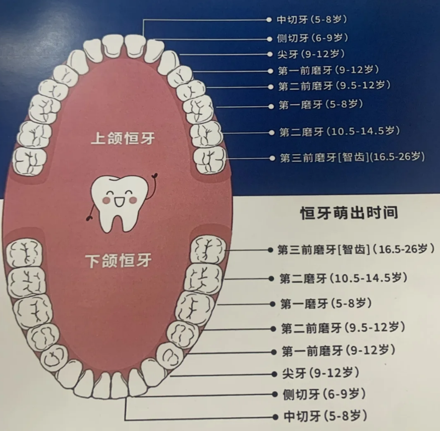 小孩新牙齿长出来了旧牙不松能拔吗?