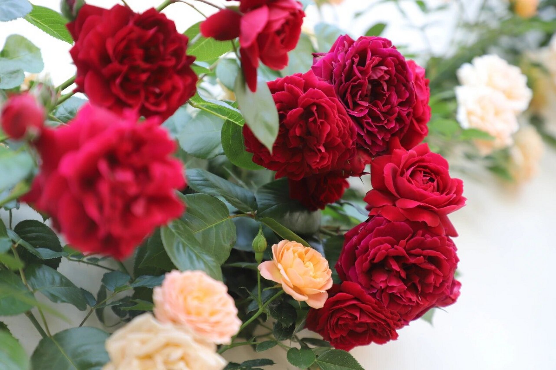 藤本月季海格瑞 听花友说这颗月季叫海格瑞,她的红是一种带黑的红,很