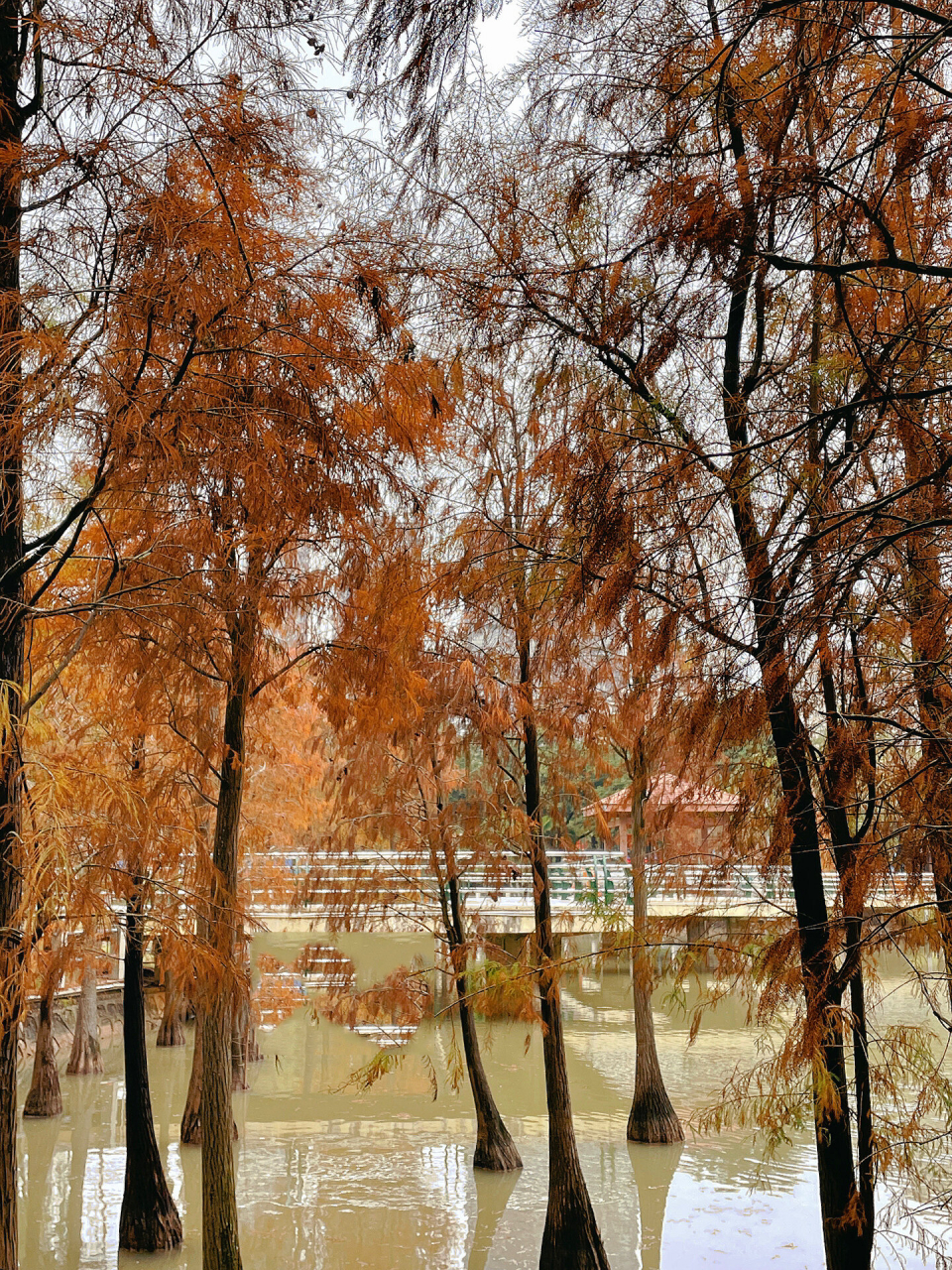 水杉红了拍照超美93附调色教程 茂名南香公园里的红杉树红啦～ 一抹