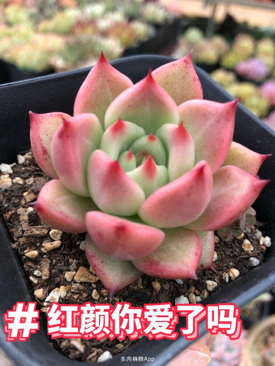 520专属多肉 "红颜密语" 红颜蜜语在极致状态下,叶片会非常红艳,还会