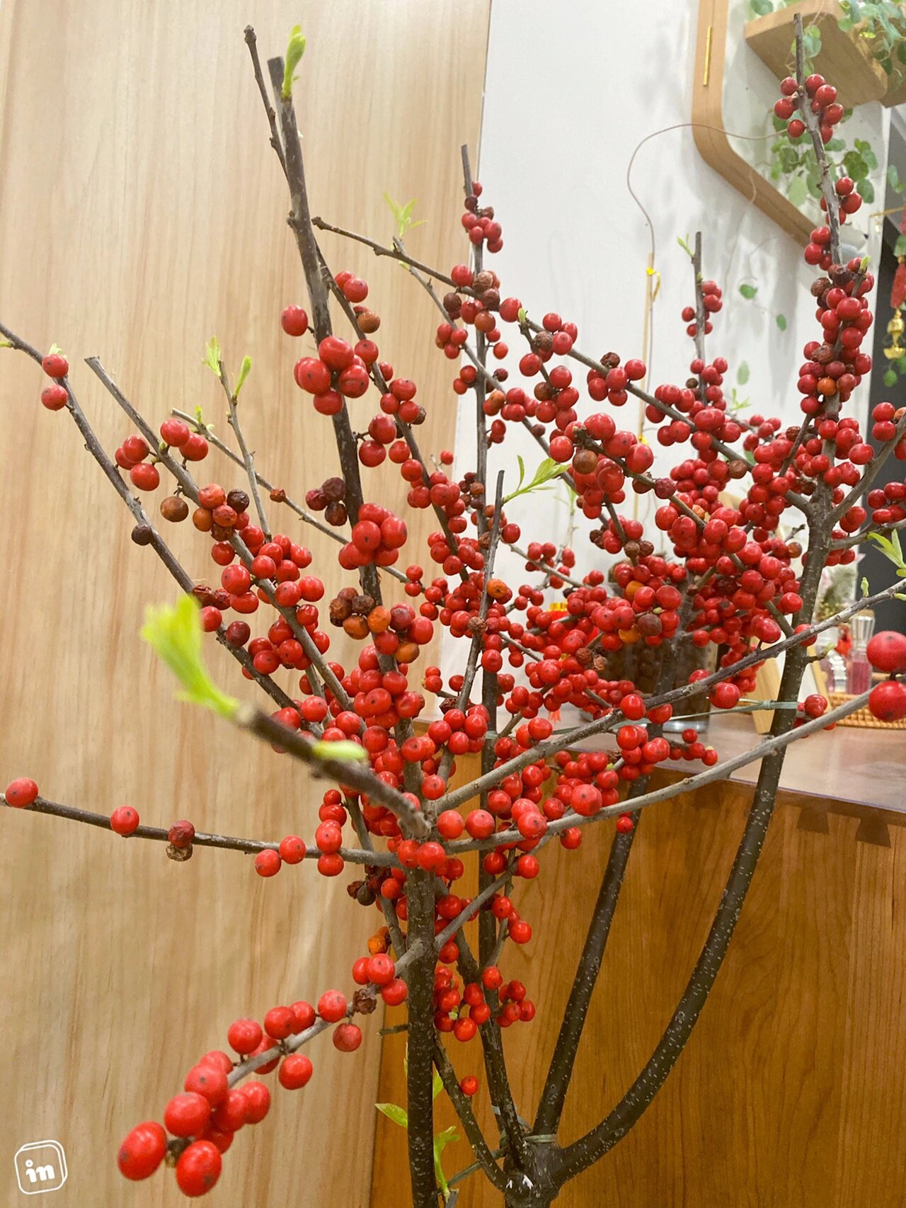 家里的北美冬青发芽啦91 过年前10天左右买了7株北美冬青水插在瓶里