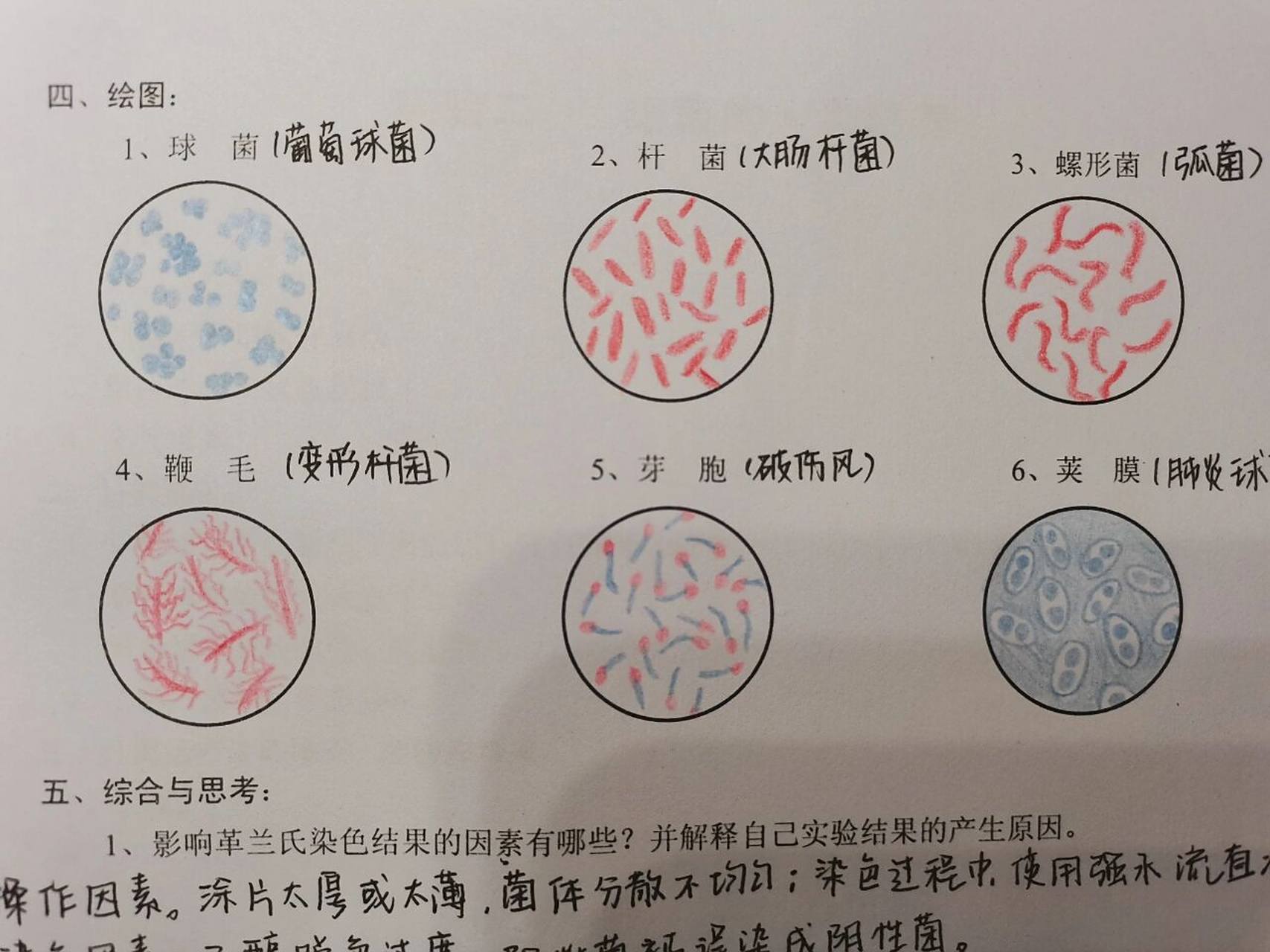 医学微生物学革兰染色实验报告