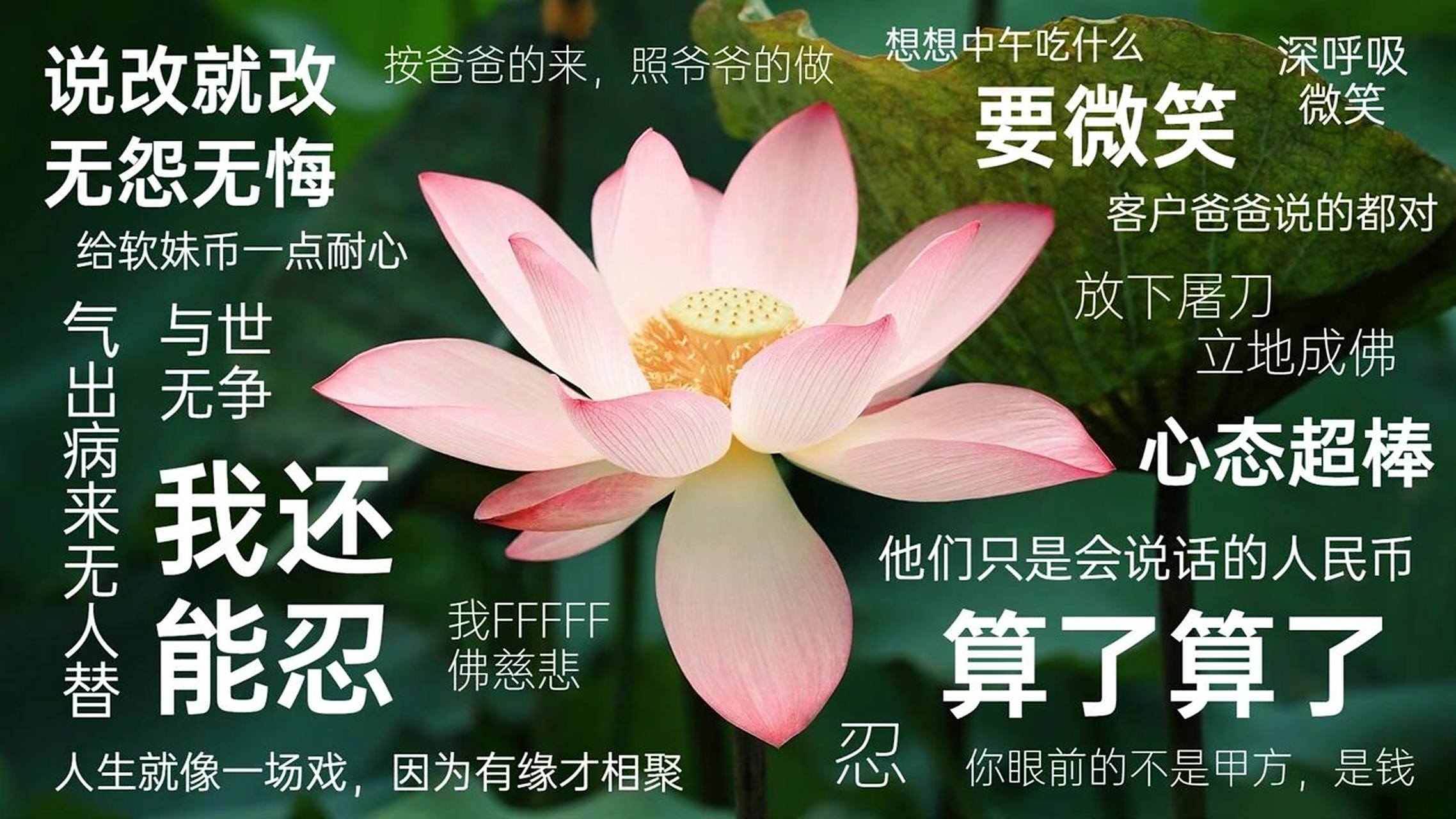 佛系壁纸  莫生气96