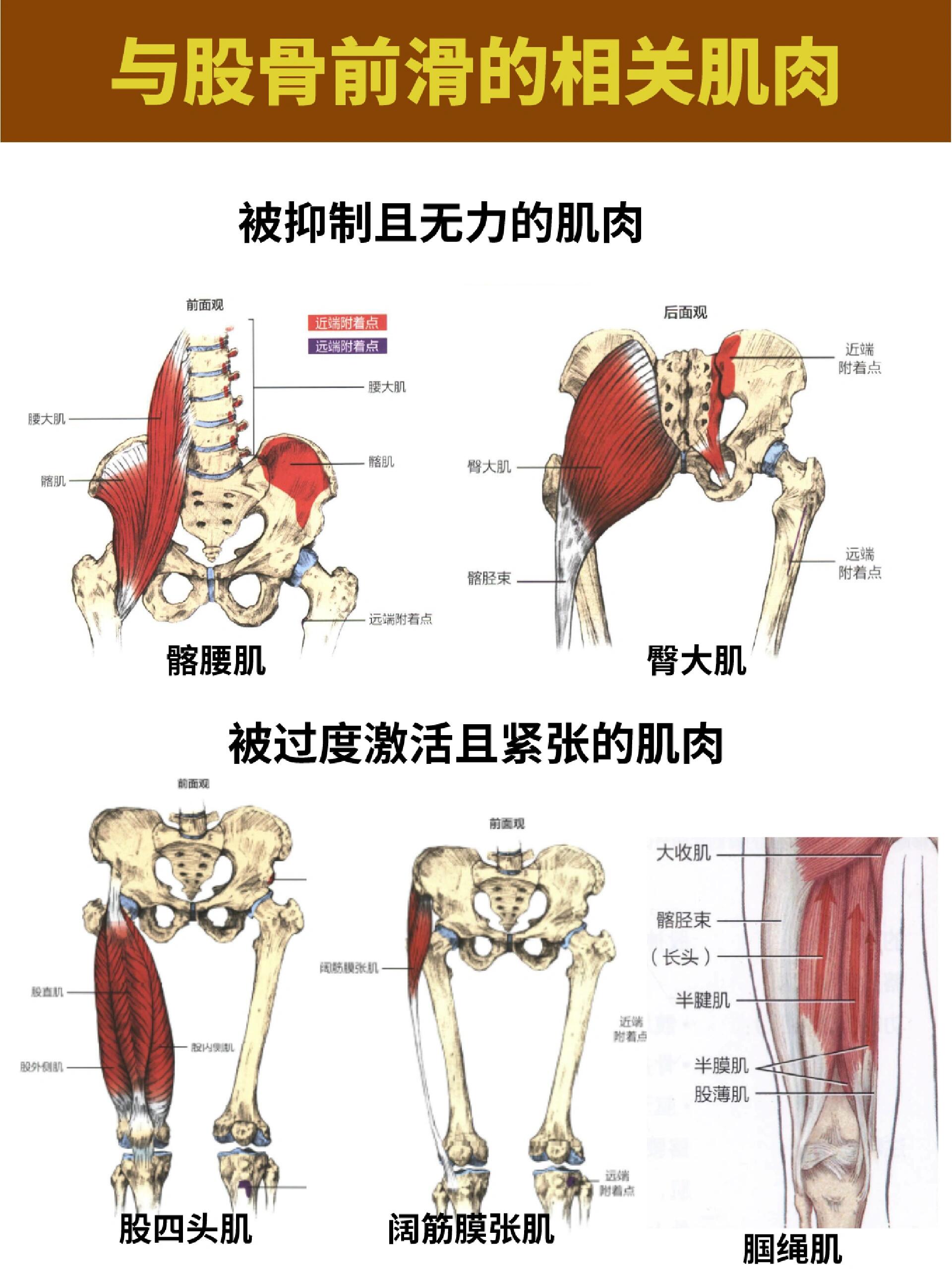 髋关节前屈的肌肉图片