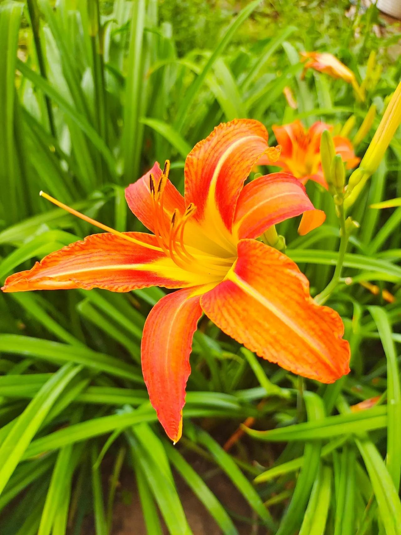 萱草花通常在凌晨开放,待到暮色降临,便逐渐闭合,午夜以后,相继蔫萎.