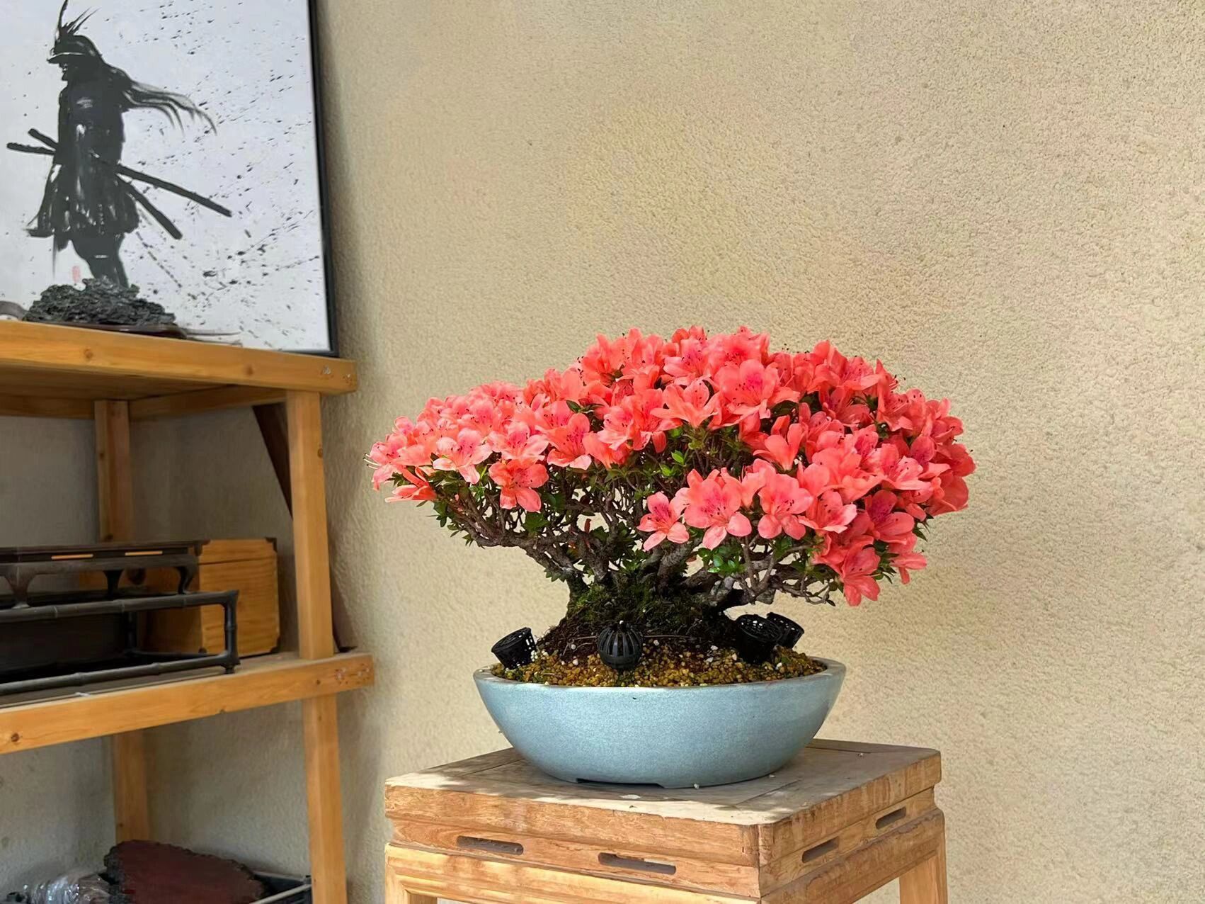 日本进口稀有名贵品种 鹿山杜鹃