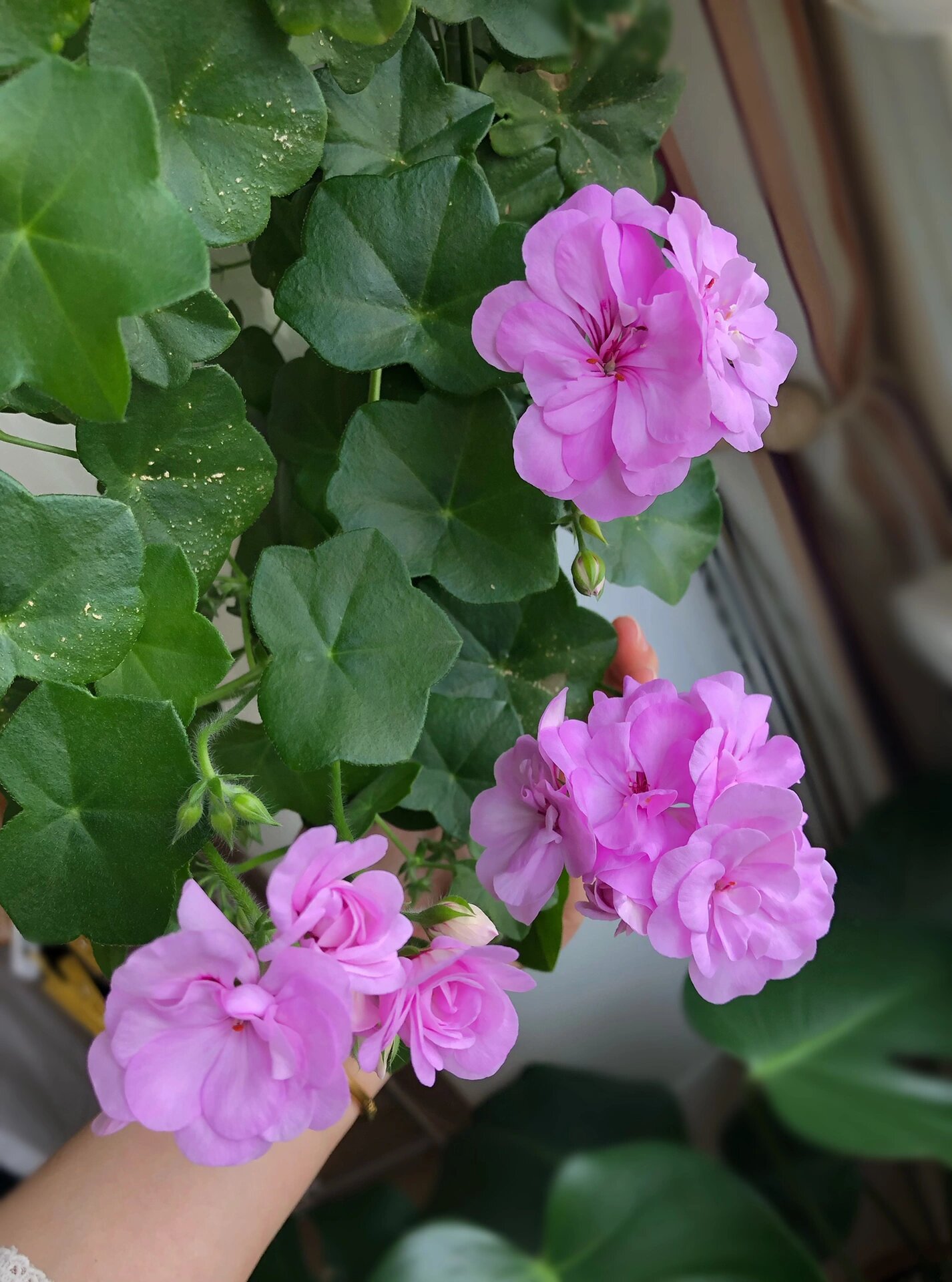 垂吊天竺葵大汉196