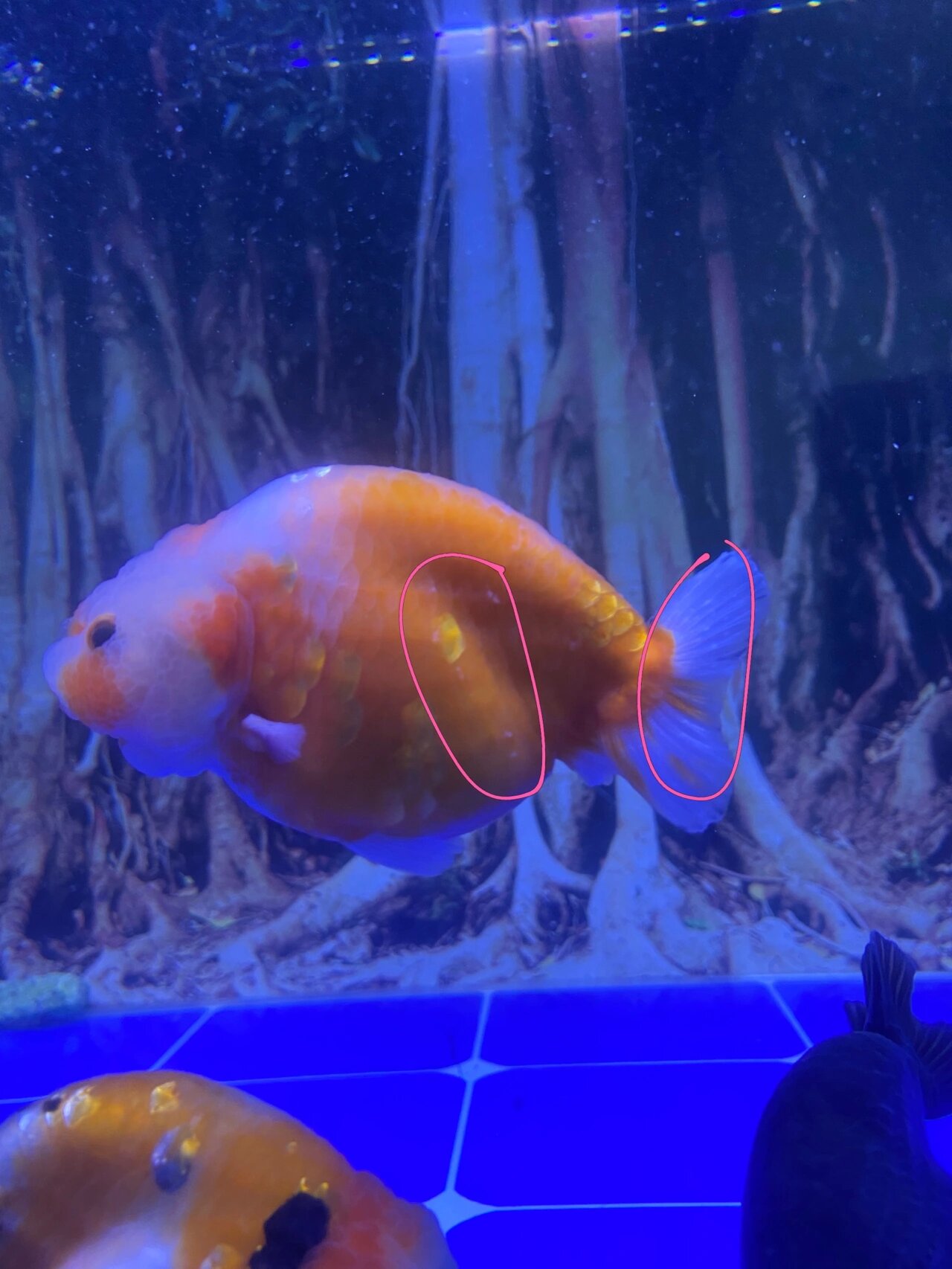 兰寿身上这白点是什么