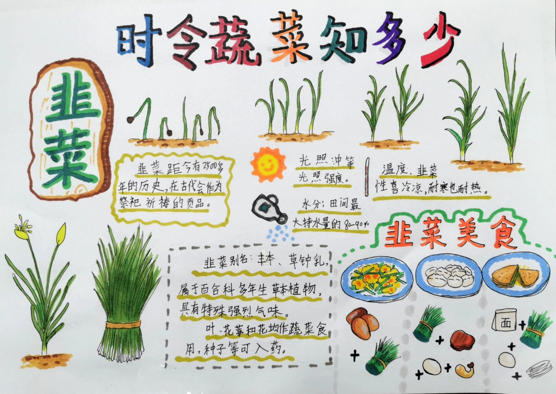 时令蔬菜知多少 韭菜 手抄报,新鲜热辣出炉 第一次话韭菜手抄报