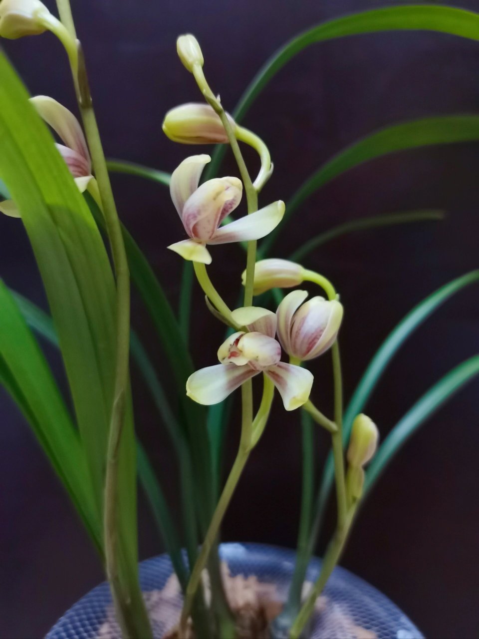 建兰-红一品 记录开花的样子,香香的