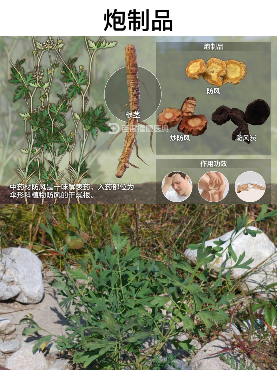 第三十八天:识《防风》 别名:关防风,北防风,旁防风 中药材防风是一味