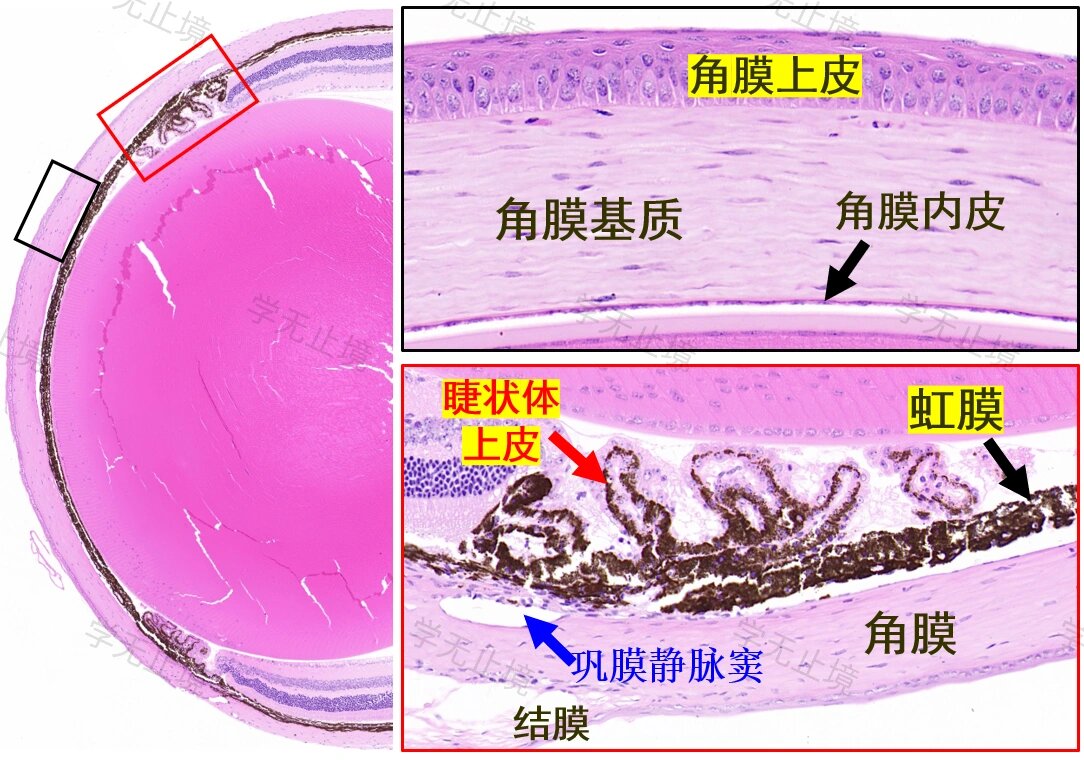 小鼠眼球的组织学结构