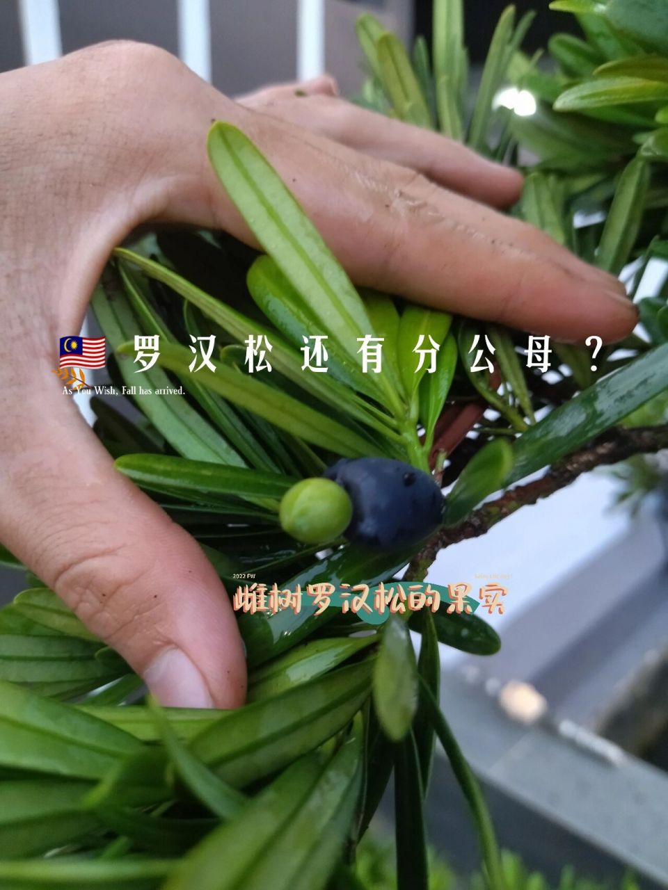9890 其实罗汉松也有分公母,是雌雄异株植物.