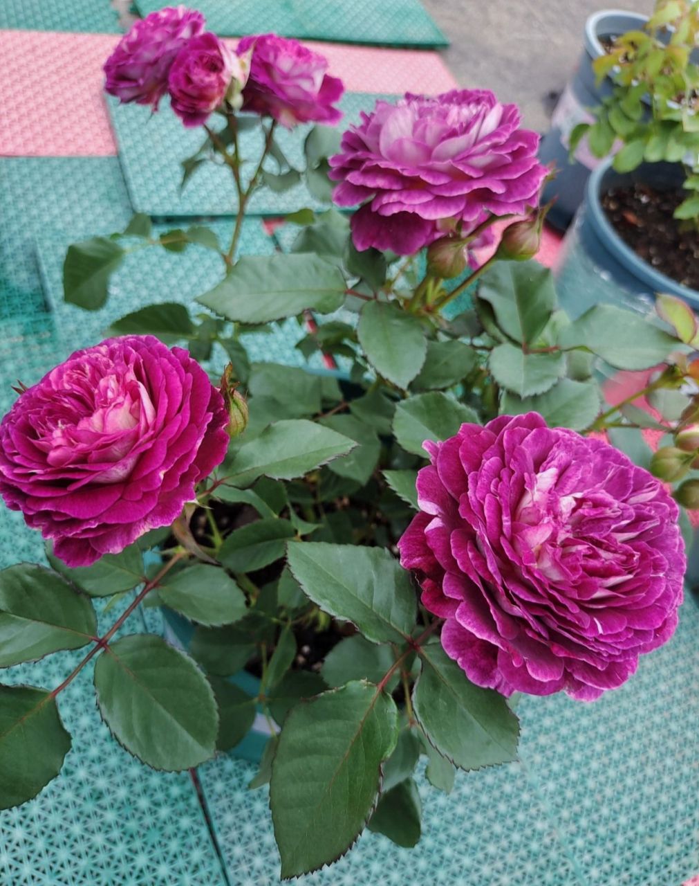 合唱团～最美月季花系列 #合唱团烟紫色大花浓香多头,直立性抗性复花