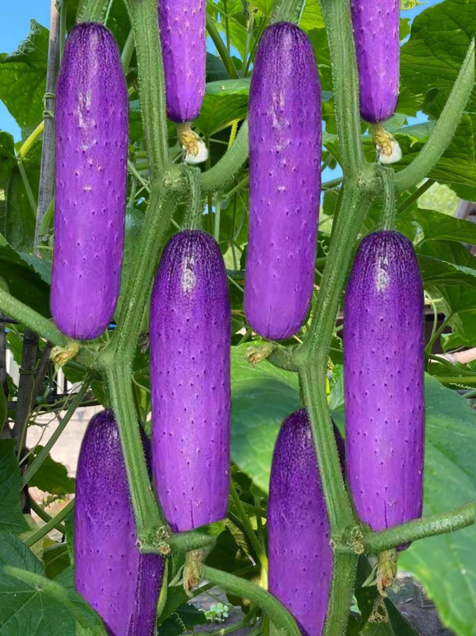 紫瓜?  最关键是能吃吗?如果能吃,是生吃?煮着吃?炒着吃?