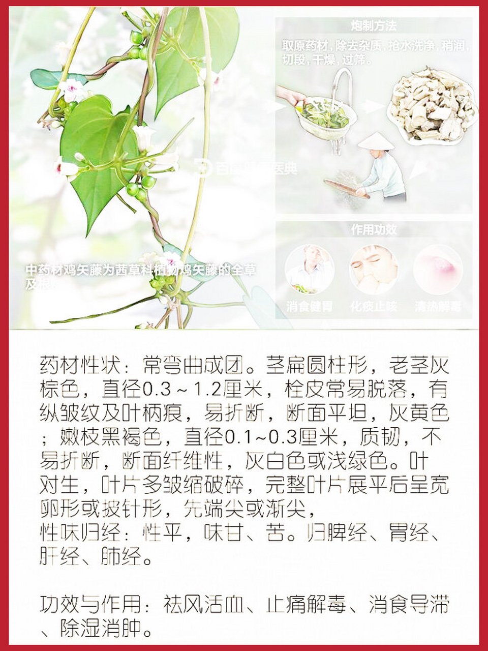 每天一味中草药:鸡矢藤 中药名:鸡矢藤 别名:鸡屎藤,臭藤,牛皮冻.