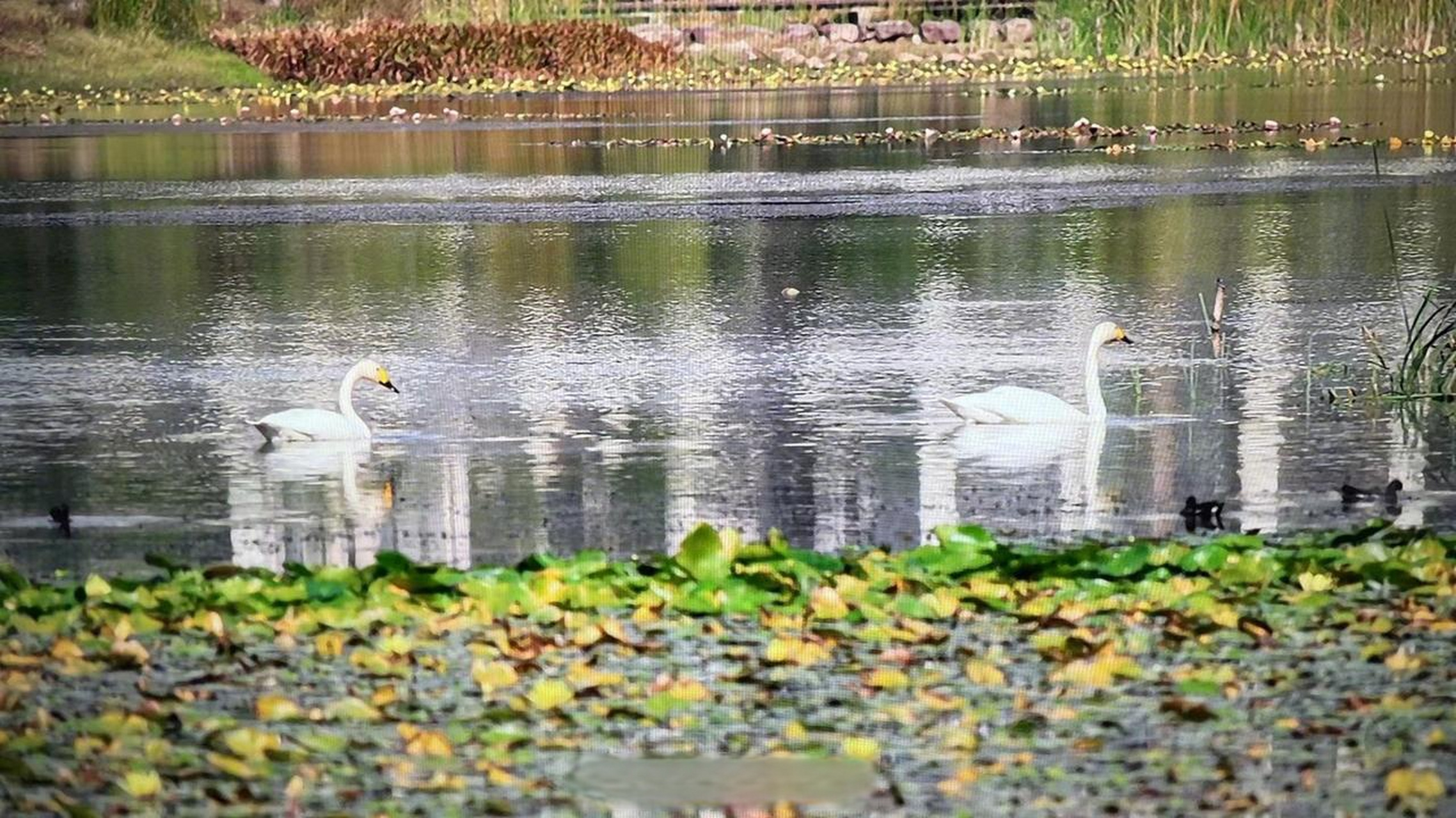 【长沙梅溪湖来了一对小天鹅】"几天前,我看到湖里有一对大型水鸟.